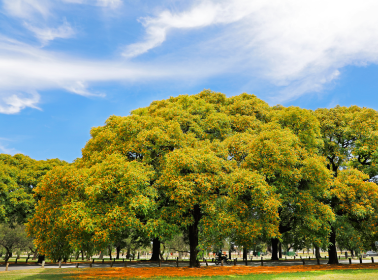 arboles frondosos en un parque argentino