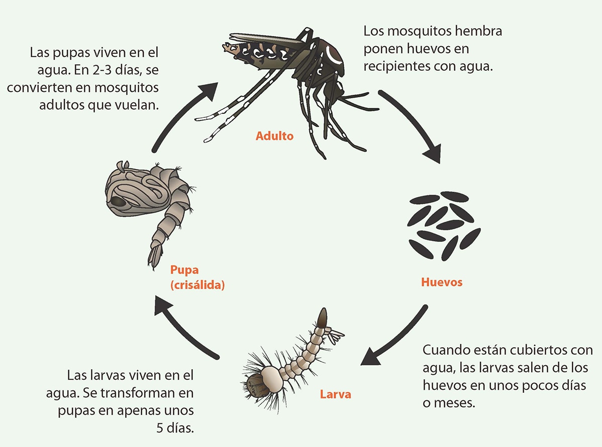 Esperanza De Vida De Un Mosquito