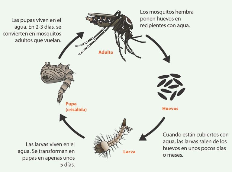 ciclo de vida del mosquito aedes aegypti
