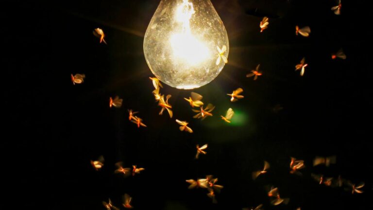 cotorritas volando alrededor de una luz