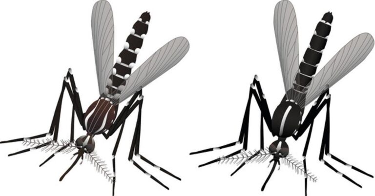 dibujo de mosquito aedes aegypti detallado