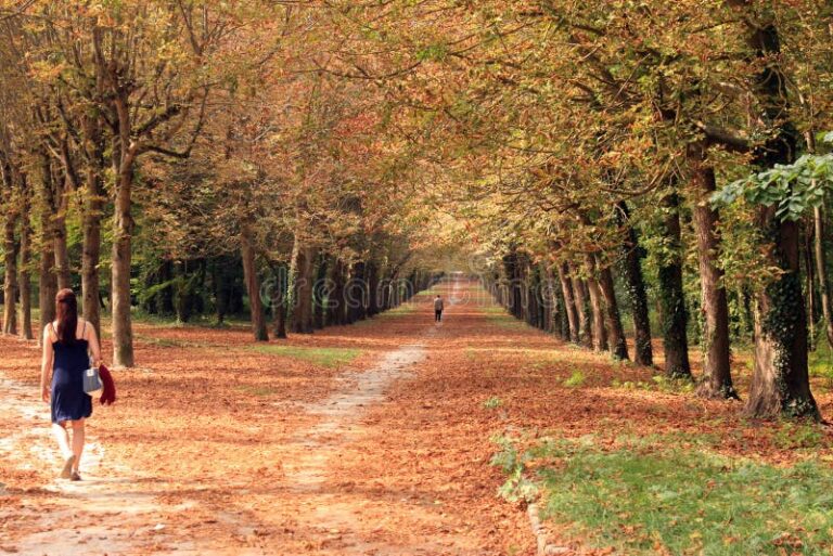 dos caminos divergentes en un bosque