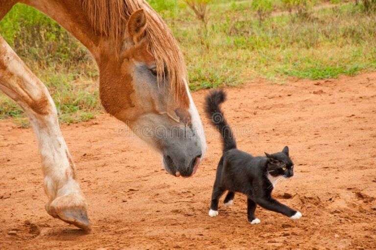 gato y caballo en un campo verde