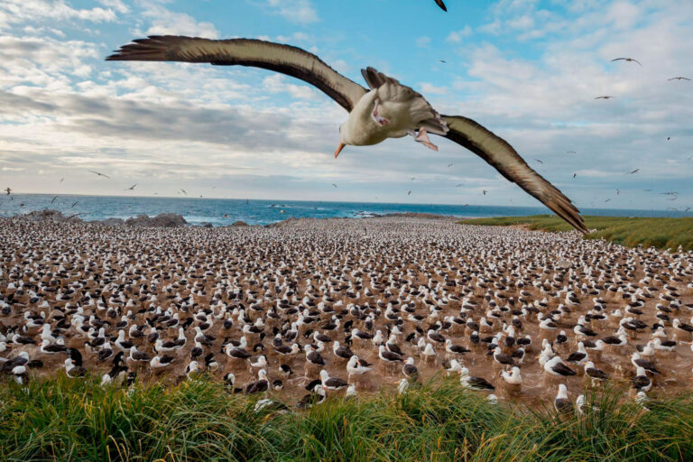 islas malvinas con paisajes naturales y fauna