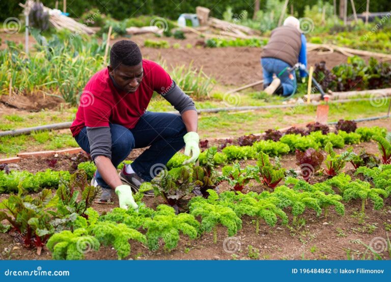 jardinero cuidando plantas en un jardin