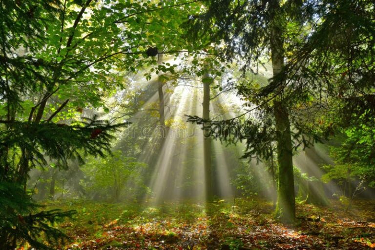 luz del sol atravesando hojas verdes