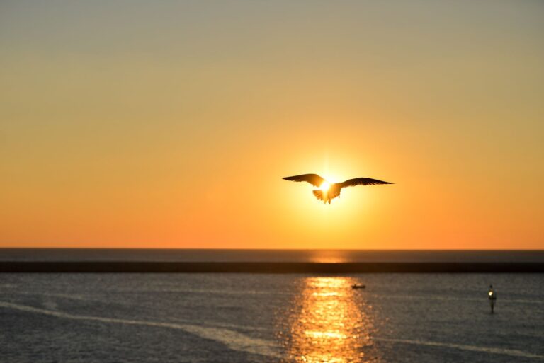 El amor que se ama realmente siempre vuela lejos 2 pajaro volando hacia el horizonte