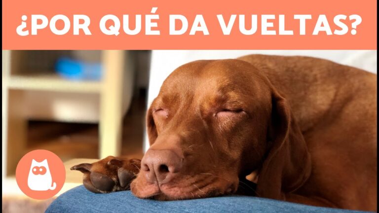 perro girando en circulo antes de dormir