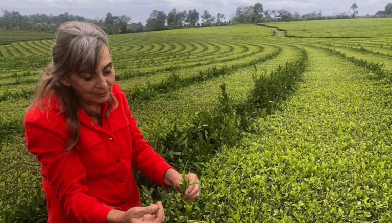 plantacion de te en argentina
