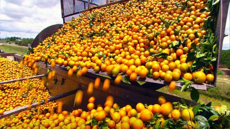 proceso de produccion de jugo de naranja