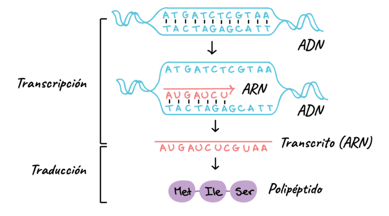 proceso de transcripcion del adn en celulas