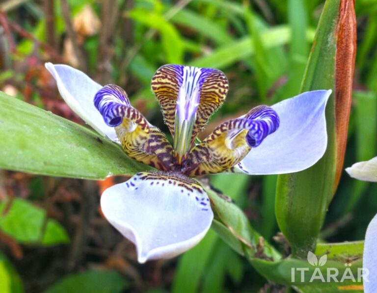 que es la flor de un dia y como se cuida esta planta