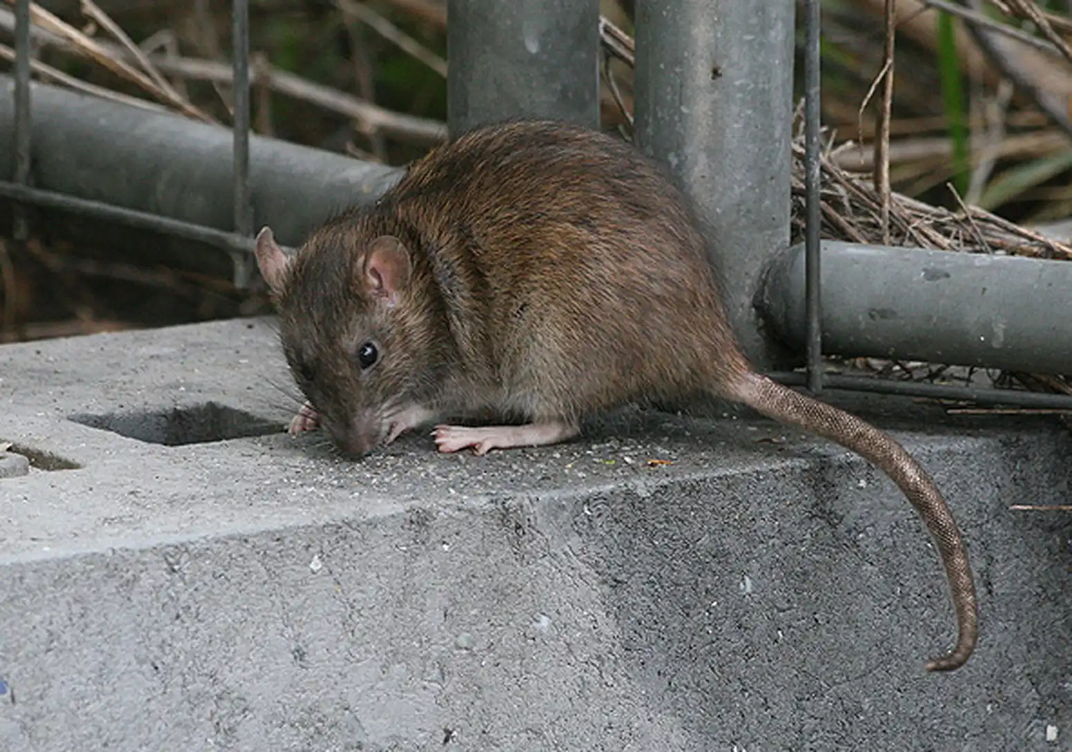 Qué significa soñar con una rata grande y gorda en tu vida