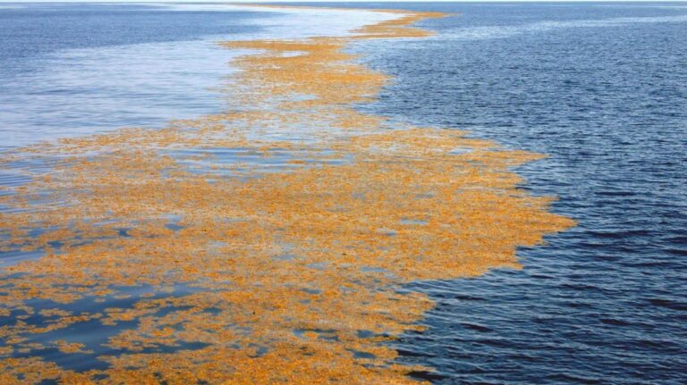 semillas flotando en agua sobre un rio