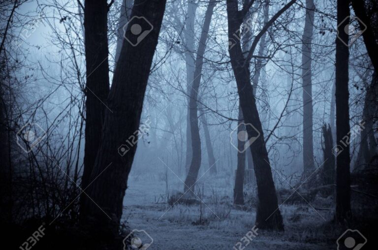 sombras misteriosas en un bosque oscuro