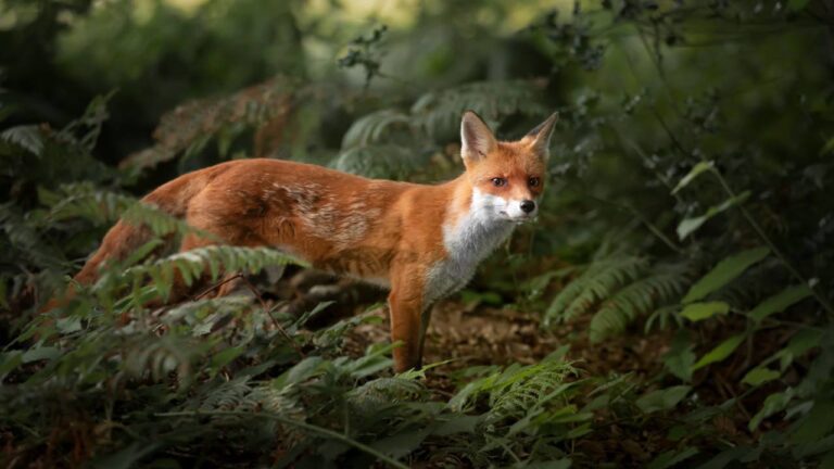 zorro en su habitat natural